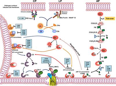 In the Crosshairs: RNA Viruses OR Complement?